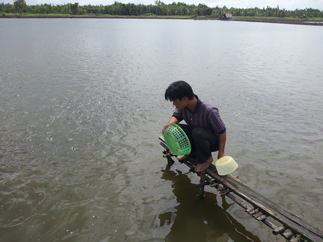 Người nuôi cá tra