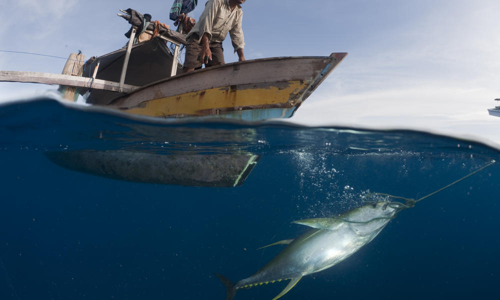 Liên Hợp Quốc kêu gọi bảo vệ tài nguyên cá ngừ