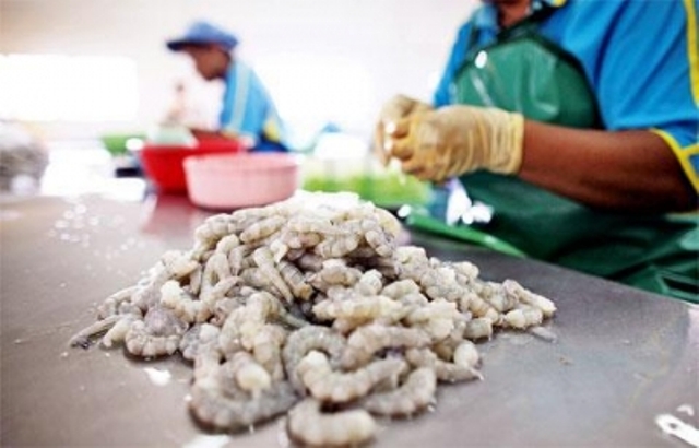 thí điểm bảo hiểm thủy sản