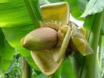 bắp chuối