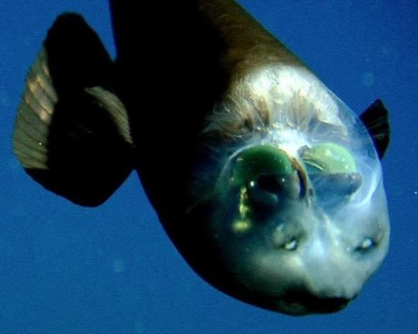 barreleye fish