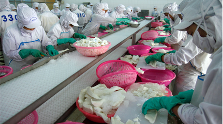 Chế biến hải sản tại Cty Baseafood (Nguồn: TBKTSG)