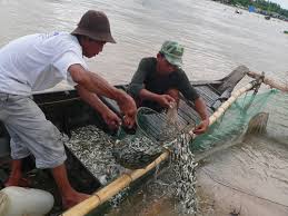 bắt cá linh