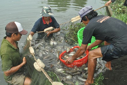 Bắt cá sặc