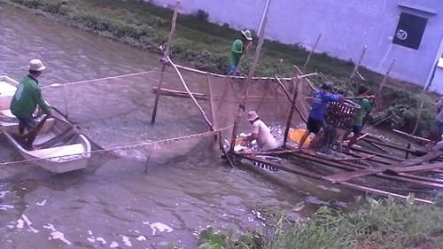 thu hoạch cá tra