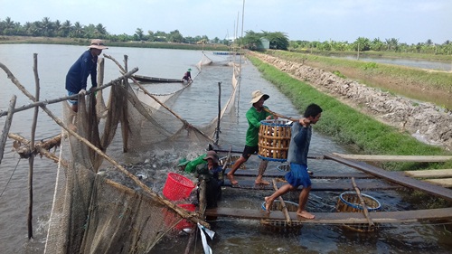 thu hoạch cá tra