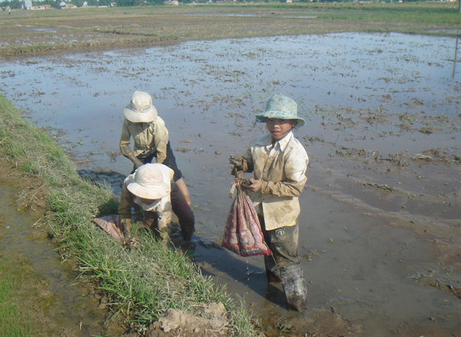 bắt cua đồng