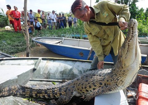 bắt cá sấu