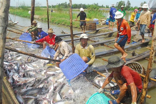 bắt cá tra