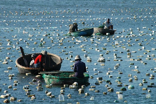 bẩy tôm hùm