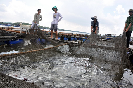 be ca bop chet hang loat