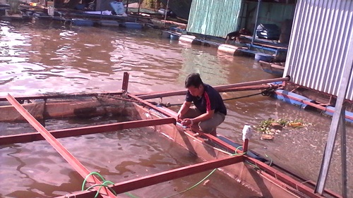 bè cá điêu hồng