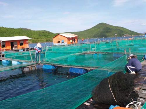 bè cá trung quốc Cam Ranh