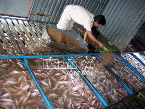 bè nuôi cá điêu hồng