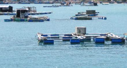 be nuoi tom hum ninh thuan