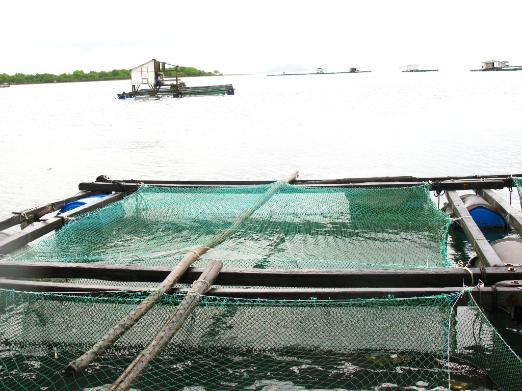 Be nuôi tôm hùm Nha Trang