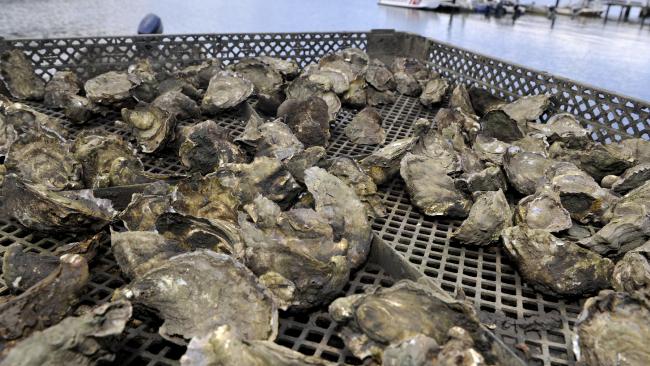 Thay đổi mùa vụ để chống lại một loại vi-rút gây chết hàu