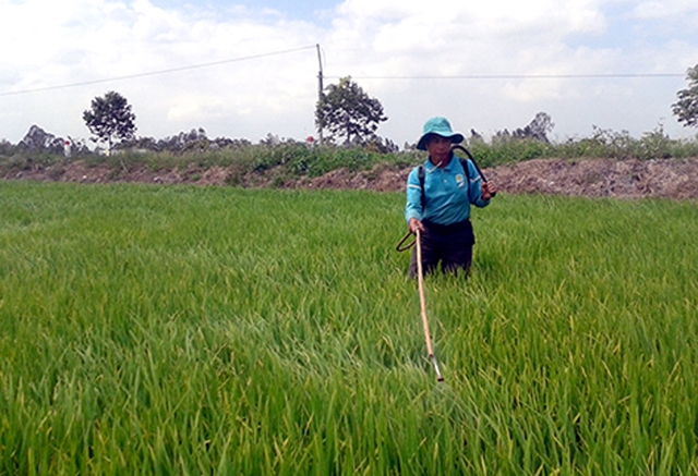 bệnh cháy lá lúa