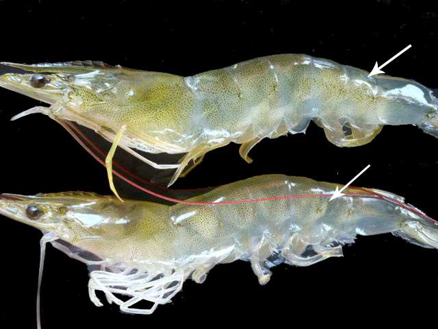 Những bệnh trên “cơ” đáng sợ ở tôm thẻ chân trắng