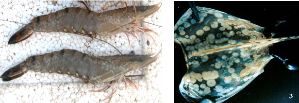 bệnh đốm trắng