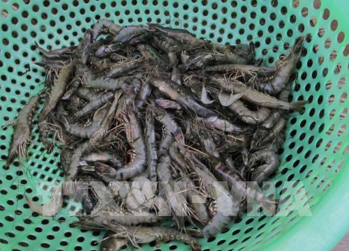 Công bố nguyên nhân 'bệnh lạ' trên tôm ở Long An