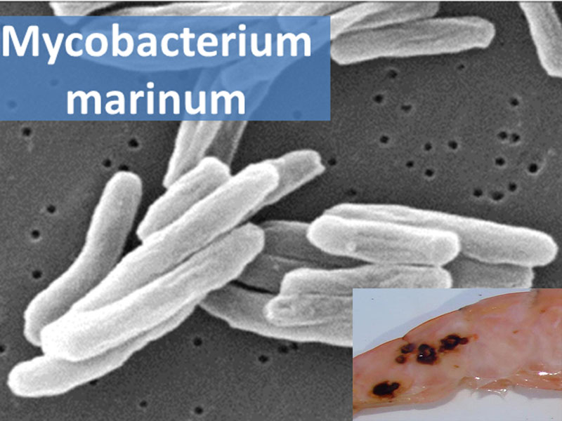 Bệnh Mycobacteriosis trên tôm thẻ chân trắng