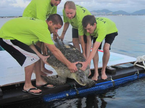 Bệnh viện rùa biển