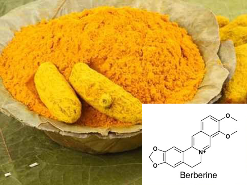 Berberine kháng sinh thực vật cho cá