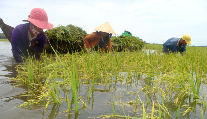 Nông dân chê bảo hiểm nông nghiệp