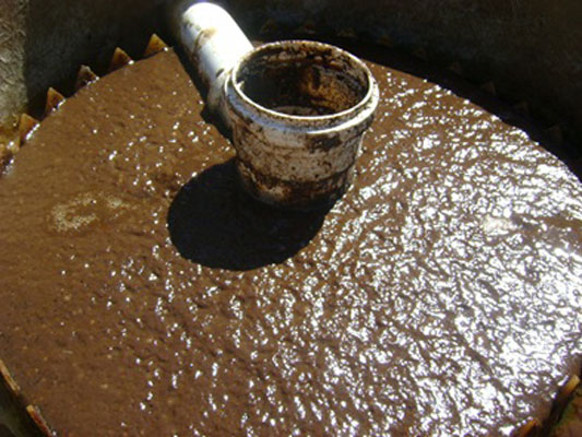 Nước thải nuôi trồng thủy sản có thể làm thức ăn tôm