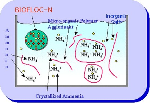 Biofloc là gì Ứng dụng công nghệ Biofloc trong nuôi tôm từ chuyên gia