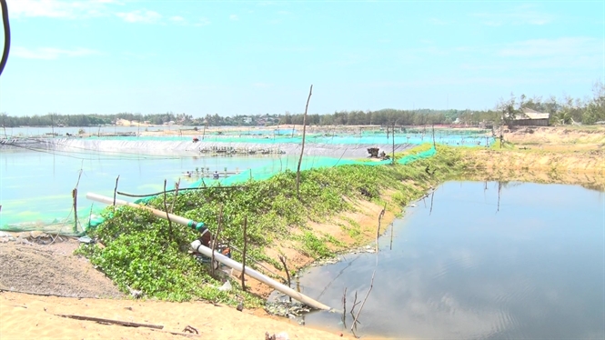 bỏ hoang đầm tôm