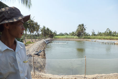 bỏ mía nuôi tôm