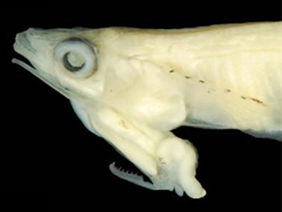 bộ phận sinh dục trên đầu cá