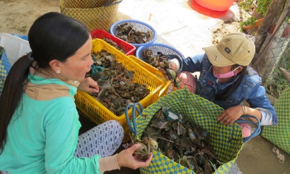 Phú Yên bội thu từ đánh bắt cua, tôm đất