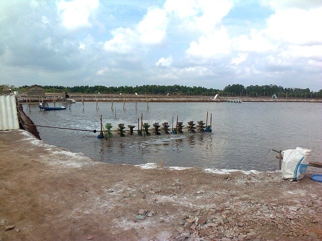 bồi thường bảo hiểm tôm