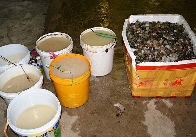 Để loại bỏ bơm chích tạp chất vào tôm