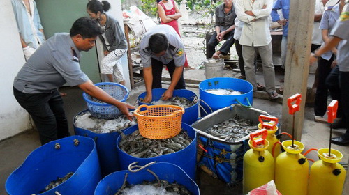 Hiện trường lô tôm đã bơm tạp chất