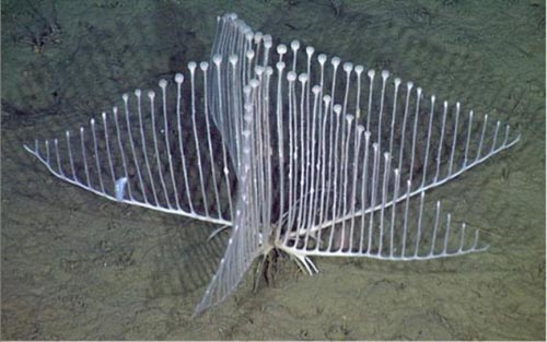 Hình dạng kỳ quái của loài bọt biển ăn thịt mới được phát hiện - Ảnh: Monterey Bay Research Aquarium Institute