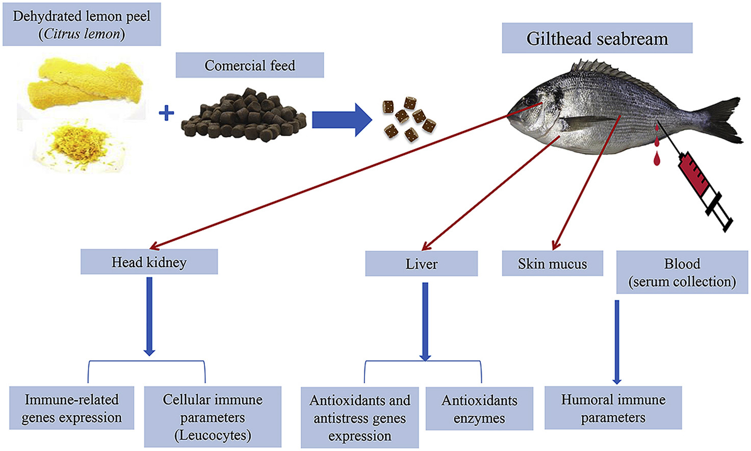 Lemon peel powder increases the growth and immunity of fish