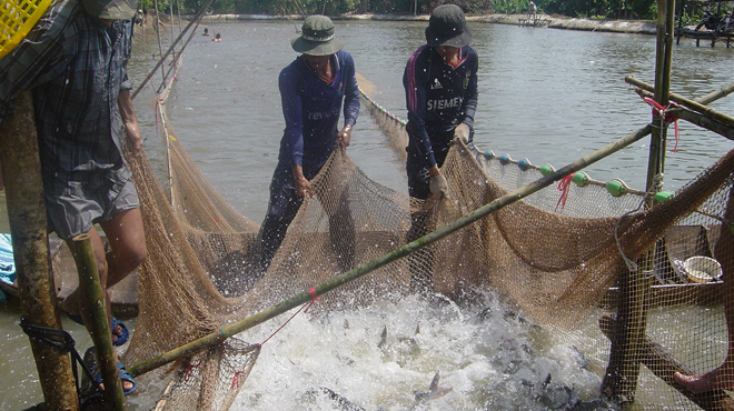 buồn vì cá tra