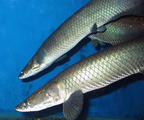 cá Arapaima