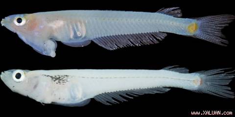 Cá Phallostethus cuulong giống đực (ảnh trên) và giống cái (ảnh dưới) - (Ảnh: Magnolia Press/National Geographic)
