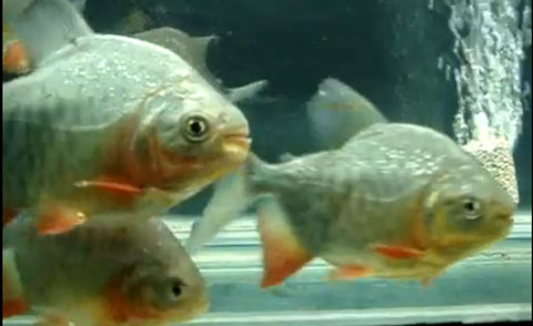 cá Piranha