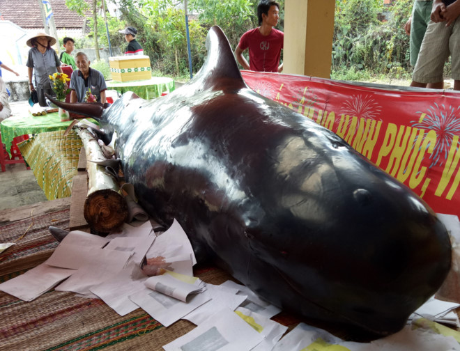 Cá 'Bà Chuông' dạt vào bờ biển Quảng Ngãi