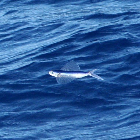 Nguồn: livescience.com