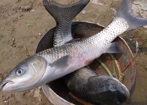 cá bệnh lở loét