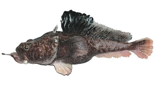 Loài mới được phát hiện có tên là hopbeard plunderfish (Pogonophryne neyelovi). Nó có thể sống gần một dặm bên dưới bề mặt biển Ross ở Nam Cực.