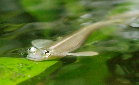 Cá bốn mắt (anableps) thuộc họ Anablepidae. Chúng sống trong các dòng sông ở Trung Mỹ và Nam Mỹ. Ảnh: blogspot.com.