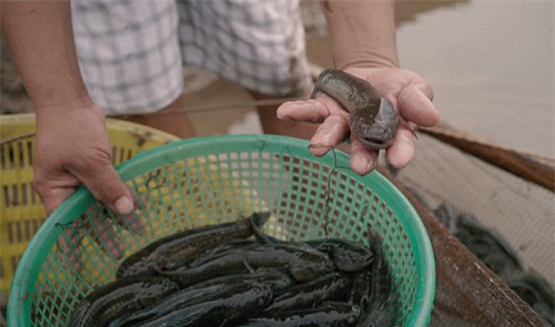 Thu tiền tỷ mỗi năm nhờ nuôi cá bống bớp  VnExpress Kinh doanh